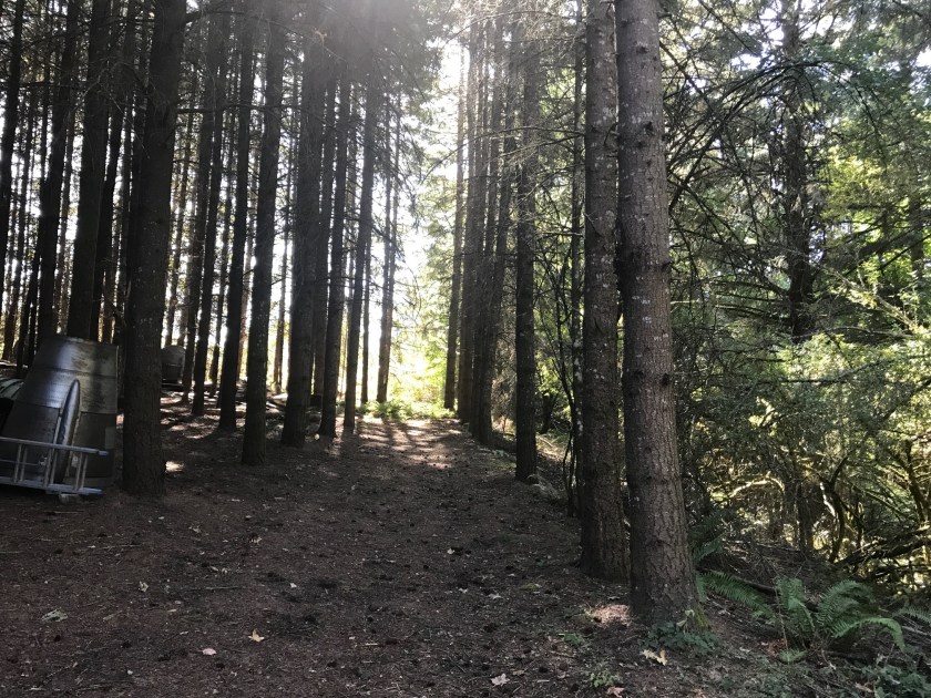 Trees Mr. Campbell has planted