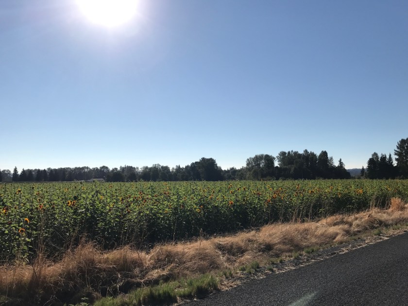 Beautiful fields of sunflowers