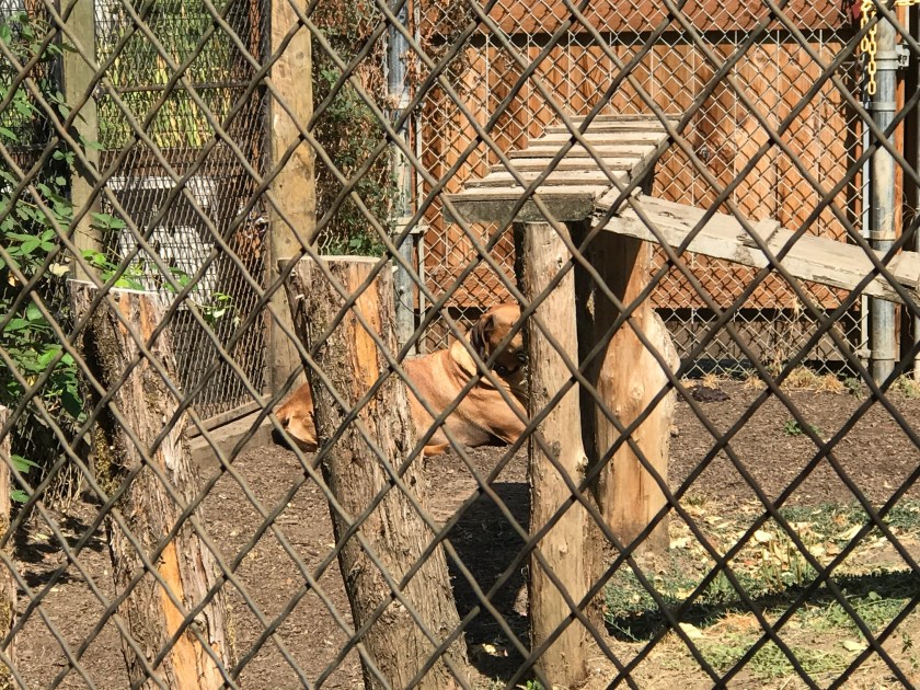 Dog living with cheetah