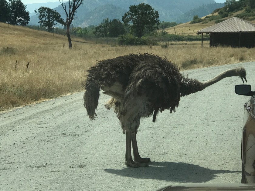 Emu next to car