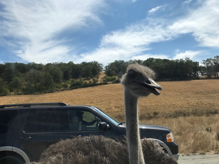 Emu looking into bronco