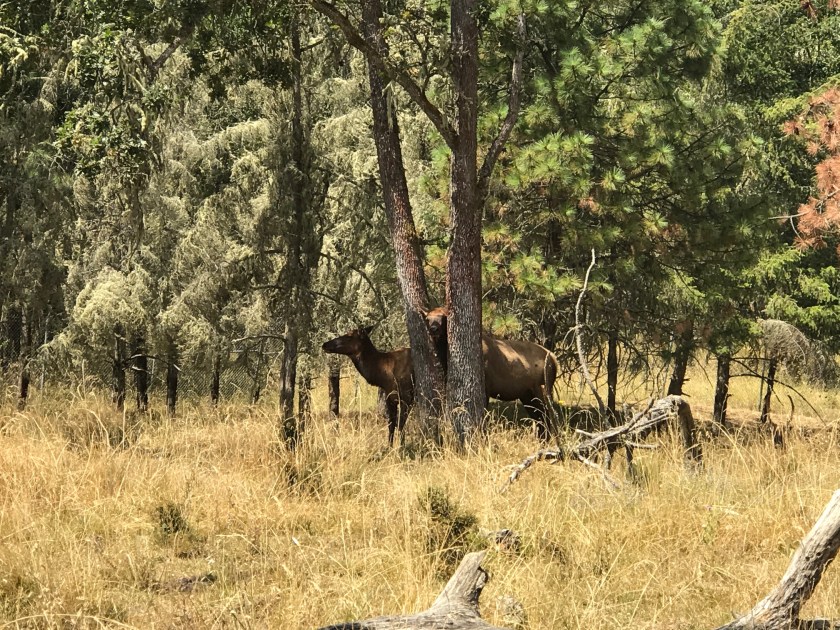 Two elk seen while driving