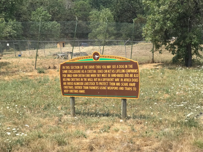 Dog and cheetah sign